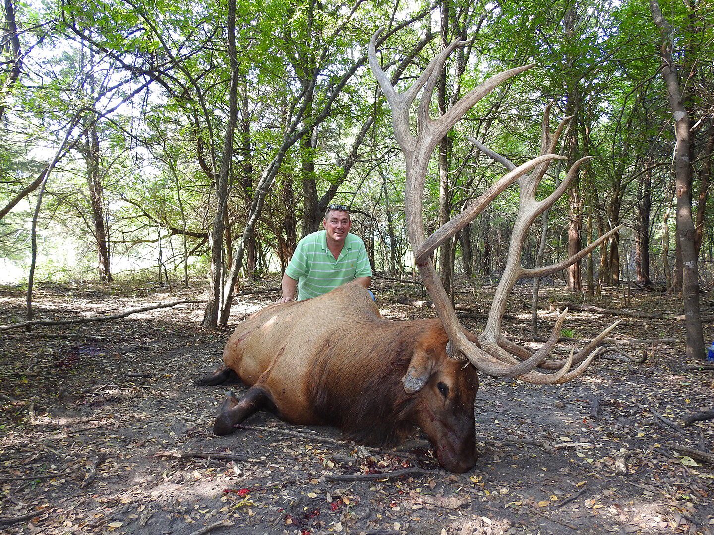 Exotic Elk Hunting in Texas | Superior Range of Exotic Elk Hunts at ...