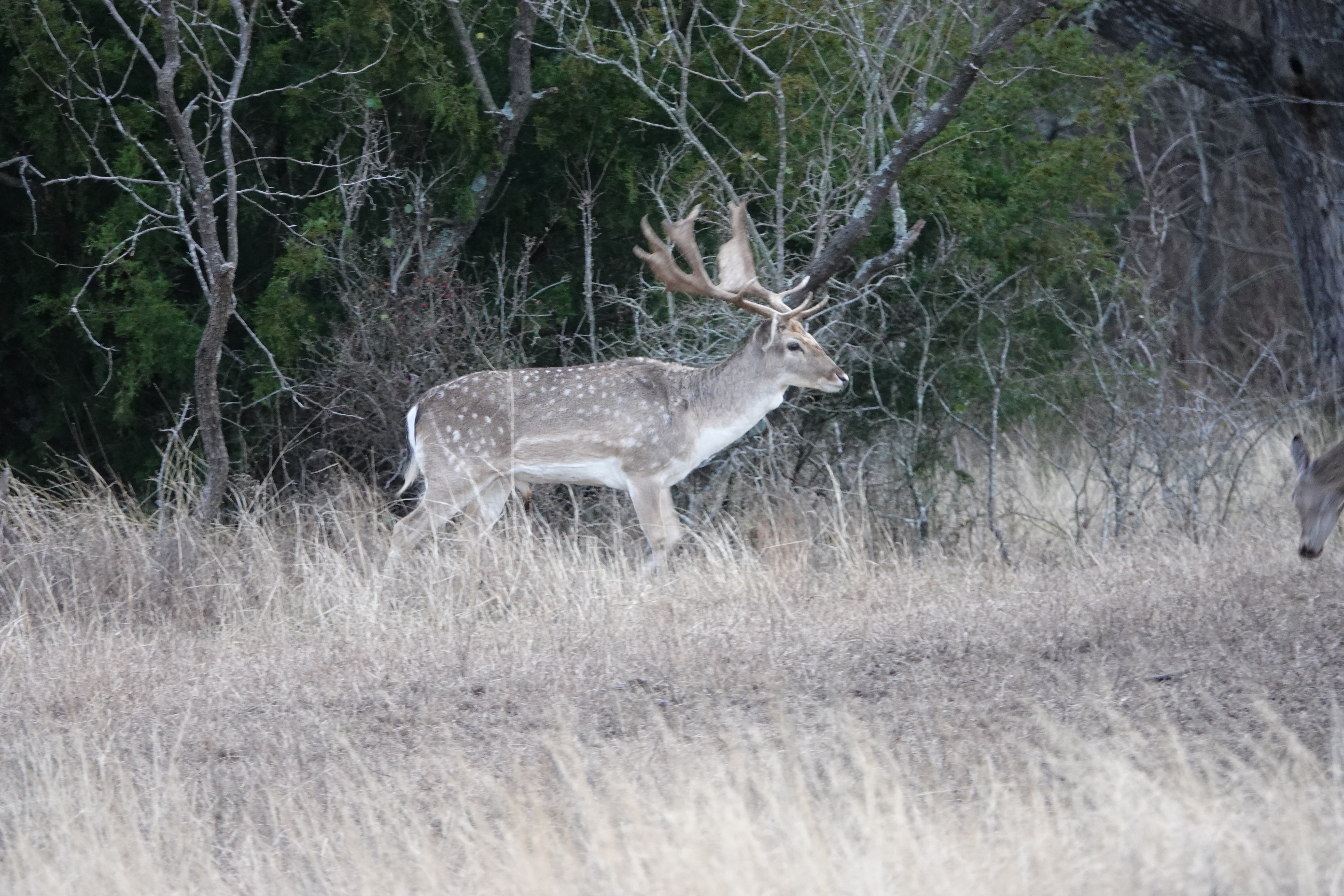 Texas Fallow Deer Hunts