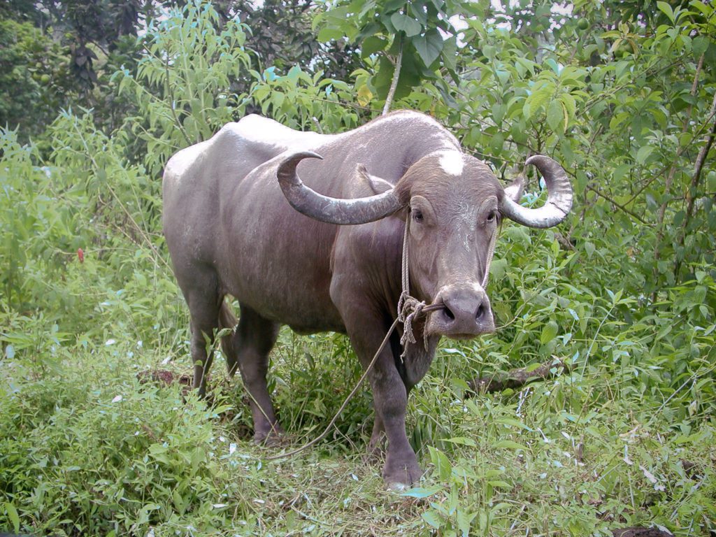 Exotic Water Buffalo Hunts in Texas | Cotton Mesa Trophy Whitetail and ...