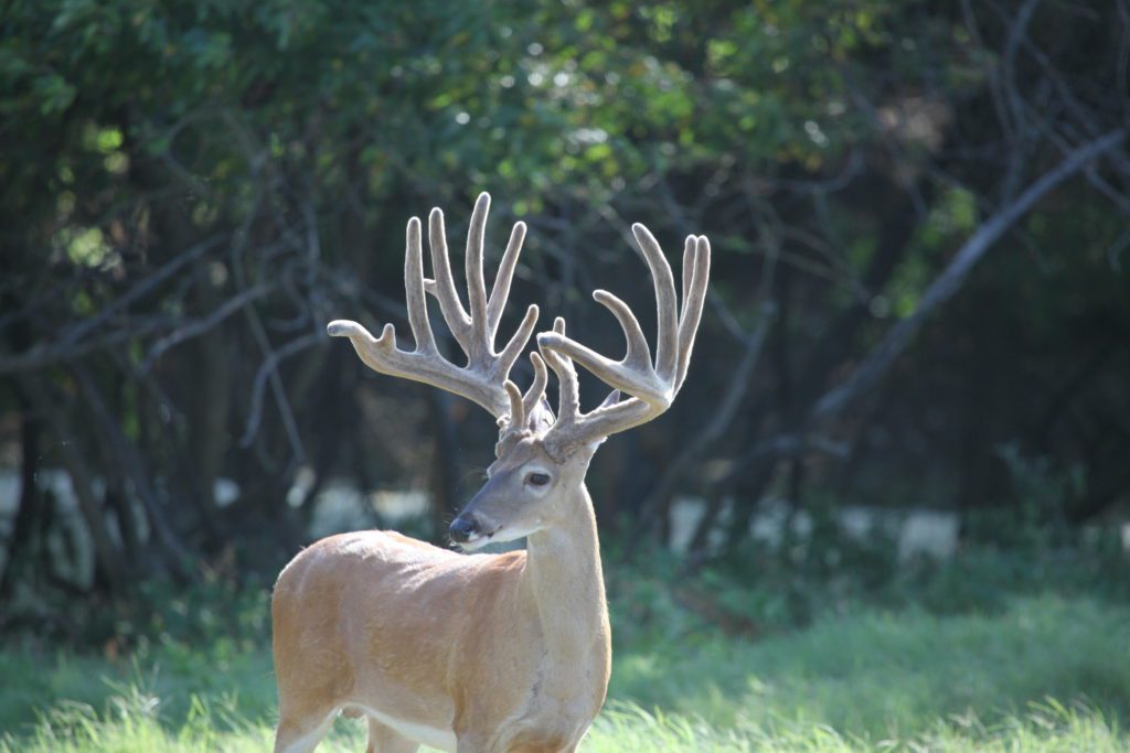 WhiteTails Broooock まとめ売り 4C18B594-4BF2-4965-B5FD-