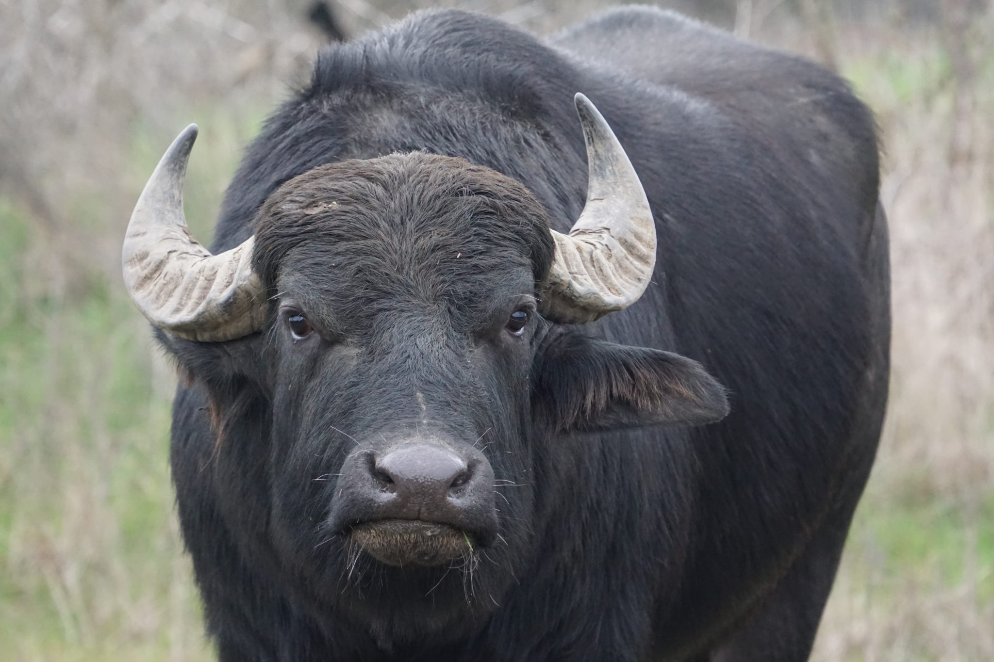 guided-water-buffalo-hunt-in-texas-guided-water-buffalo-hunting