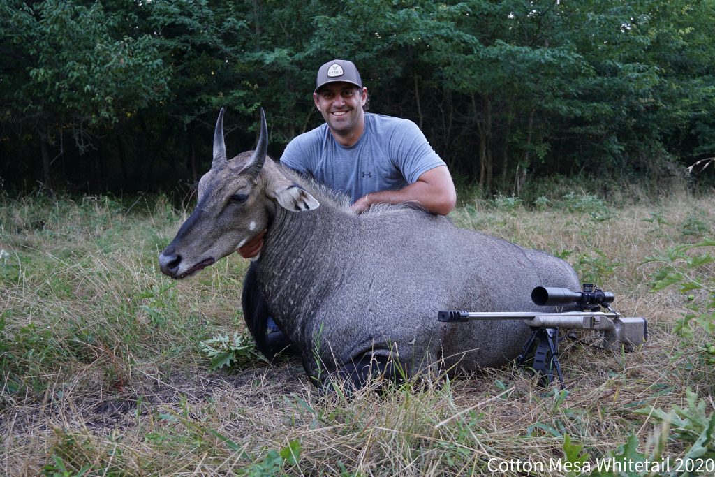 Exotic Nilgai Hunts in Texas Nilgai Antelope Hunting in