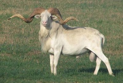 Affordable Texas Dall Sheep Hunting - Cotton Mesa Whitetails, Texas