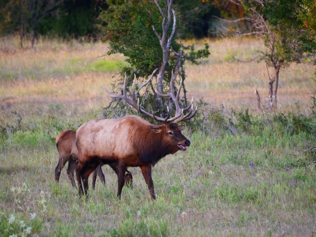 Exotic Elk Hunting in Texas | Superior Range of Exotic Elk Hunts at ...