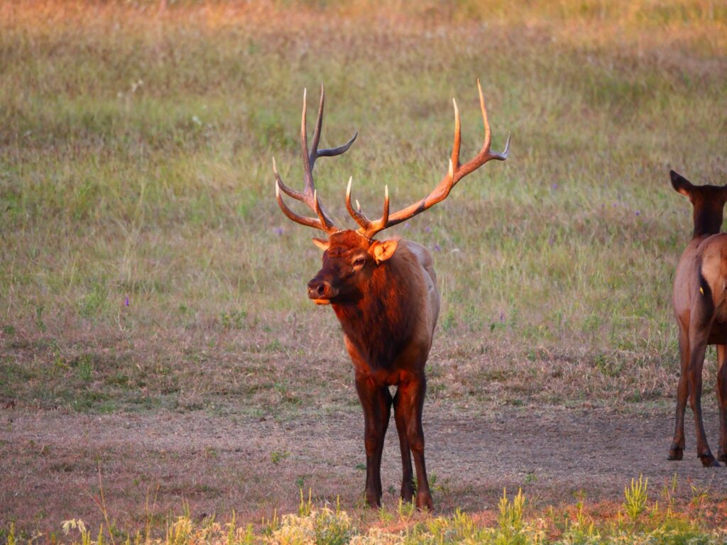 Exotic Elk Hunting in Texas | Superior Range of Exotic Elk Hunts at ...