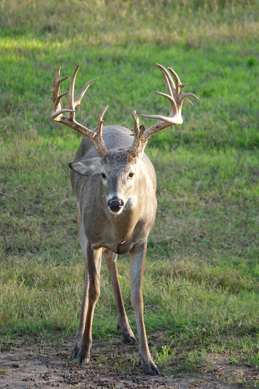 Affordable Texas Whitetail Hunts & Texas Deer Hunts | Cotton Mesa ...