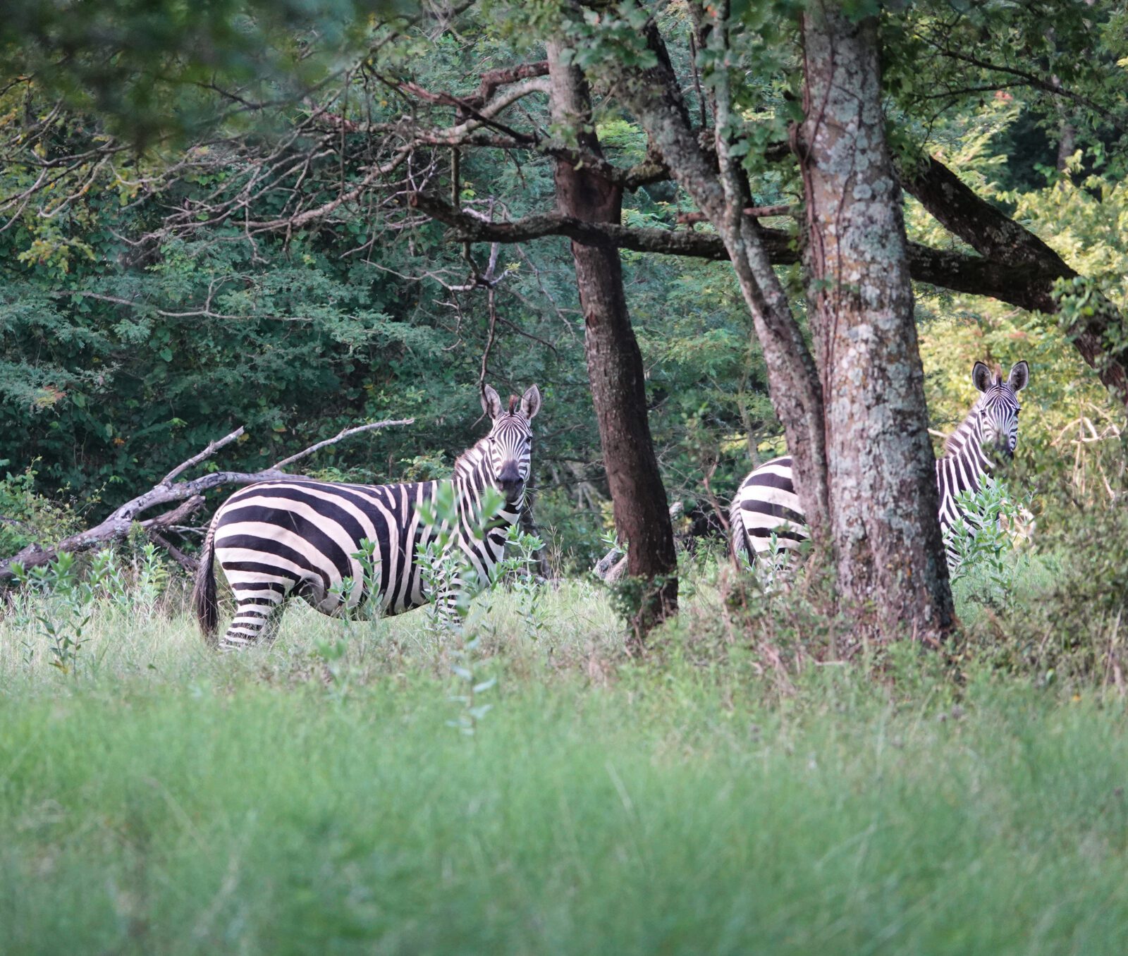 Zebra Hunt in Texas Zebra Hunting Packages Cotton Mesa Whitetail
